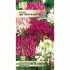 Клеома Цветной фонтан 0,1г (цв/п) (Евро-Семена) (262 897)