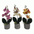 Бонсай в горшке Орхидея  8*8*30см (300 024)