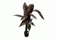 Искусственное растение Стрелеция 17л 105см красная+белая (302 420)