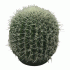 Искусственное растение Кактус d-18см (302 398)